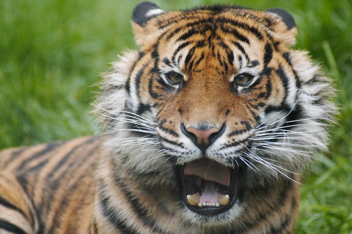 Le Tigre 