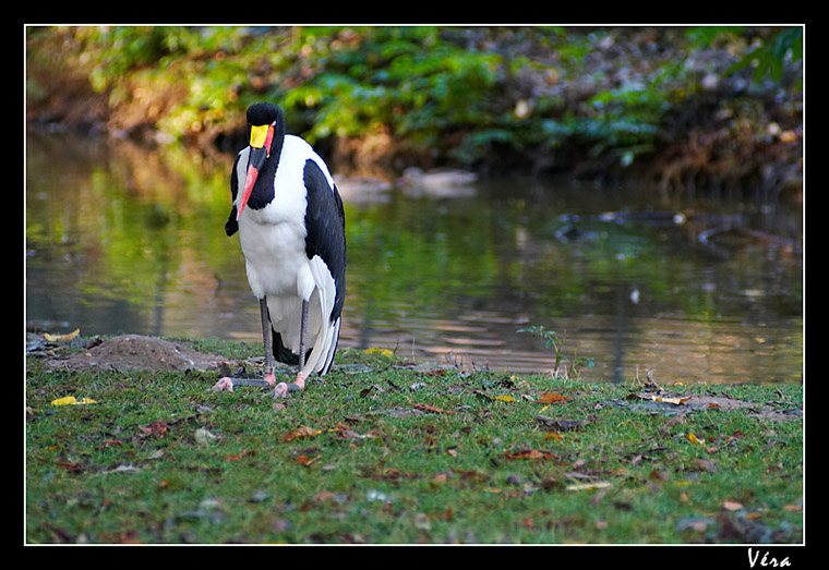 Le Jabiru d'Afrique sur ses pattes