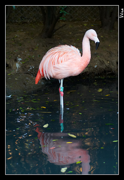 Le Flamant Rose