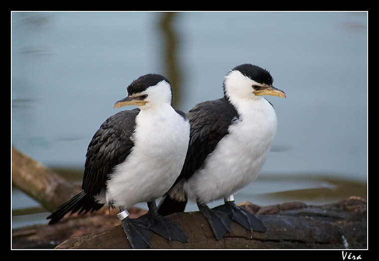 Deux Jeunes Cormoran
