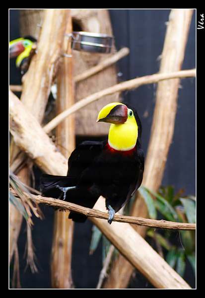 Le Toucan sur une branche