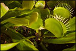 photo plante carnivore