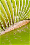 photo Base de feuille de Palmier