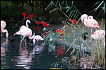 photo Flamants et Ibis rouge