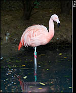 photo Le Flamant Rose