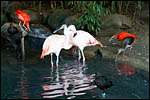 photo Flamant,Spatule,Ibis rouge et Ibis Ridgway