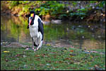 photo Le Jabiru d'Afrique sur ses pattes