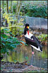 photo Le Jabiru d'Afrique