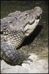 photo Crocodiles