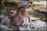 photo hippopotame